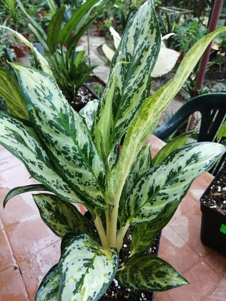 Aglaonema Spotted - Aglaonema