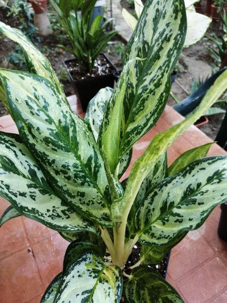 Aglaonema Spotted - Aglaonema