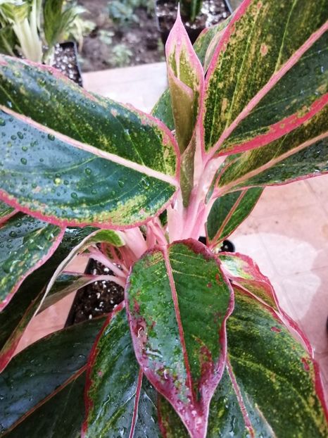 Aglaonema Crete - Aglaonema