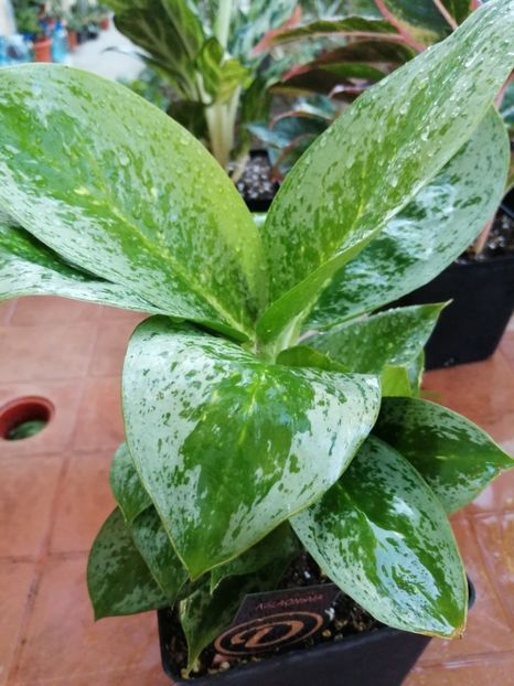 Aglaonema Silver/Green - Aglaonema