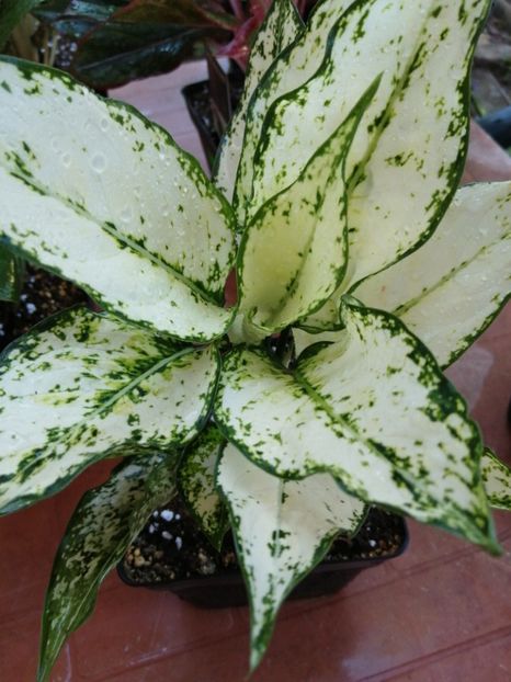 Aglaonema First Diamond - Aglaonema