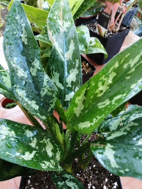 Aglaonema Maria - Aglaonema