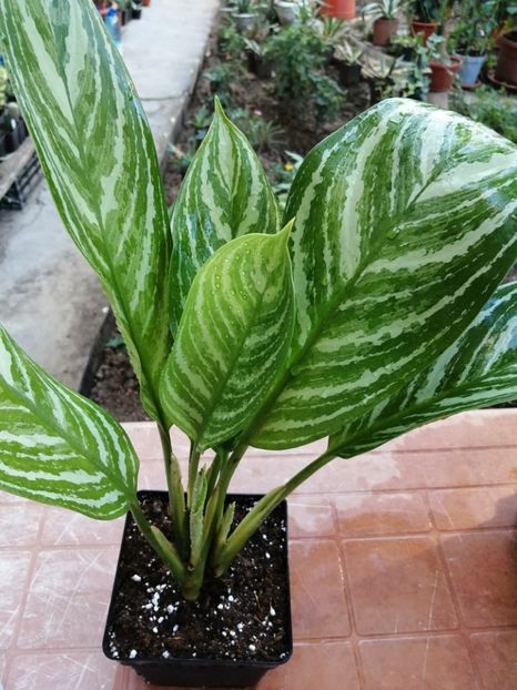 Aglaonema Stripes - Aglaonema