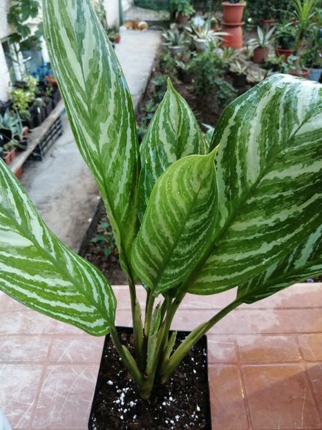 Aglaonema Stripes - Aglaonema