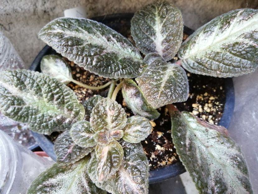  - Episcia