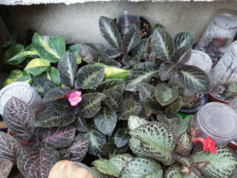  - Episcia