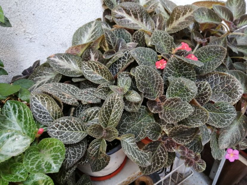  - Episcia