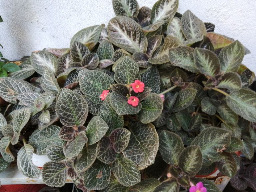  - Episcia