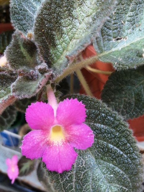  - Episcia