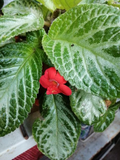  - Episcia