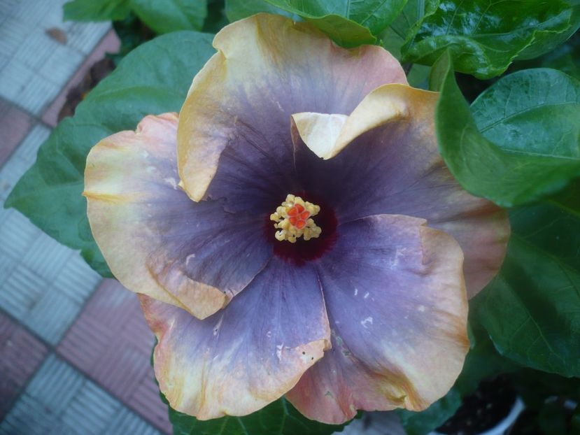 23.08.2020 - HIBISCUSI 2020-3