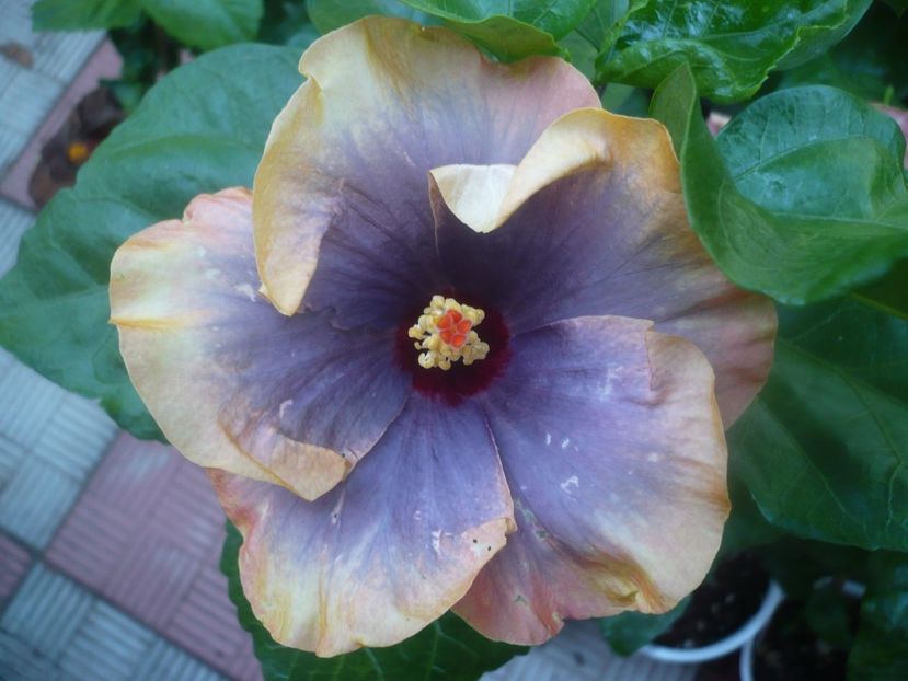 P1450908 - HIBISCUSI 2020-3