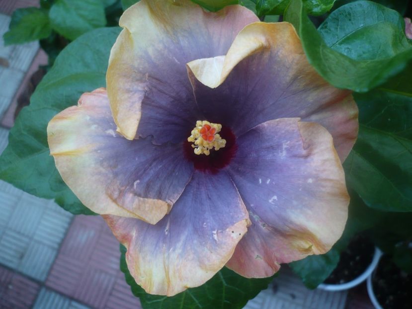 P1450909 - HIBISCUSI 2020-3