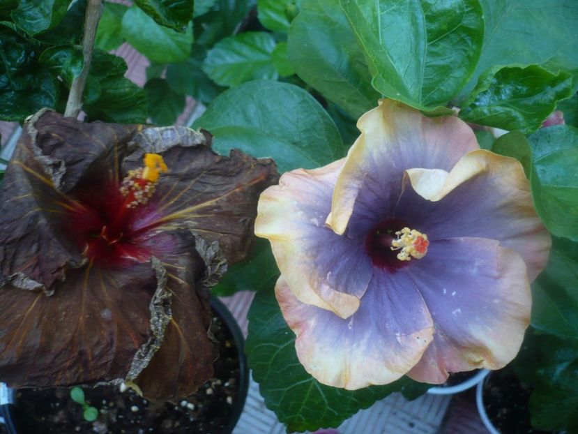 P1450911 - HIBISCUSI 2020-3