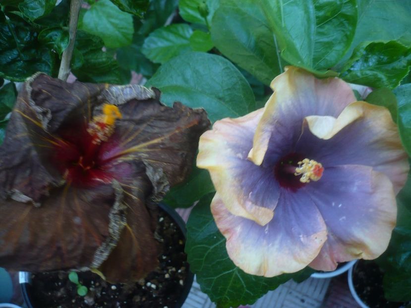 P1450912 - HIBISCUSI 2020-3