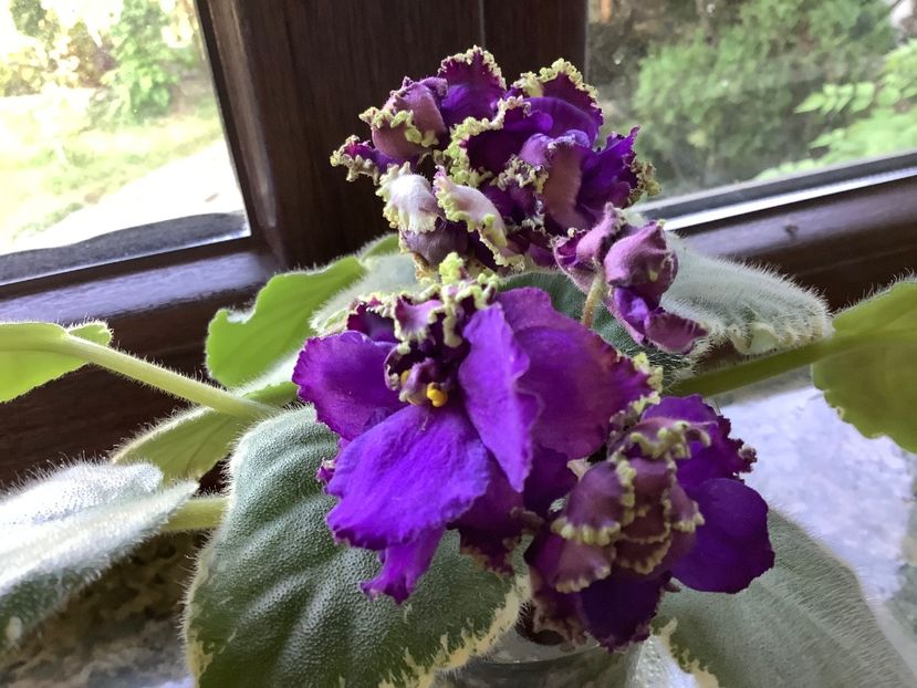  - LE Nochnoe Randevu