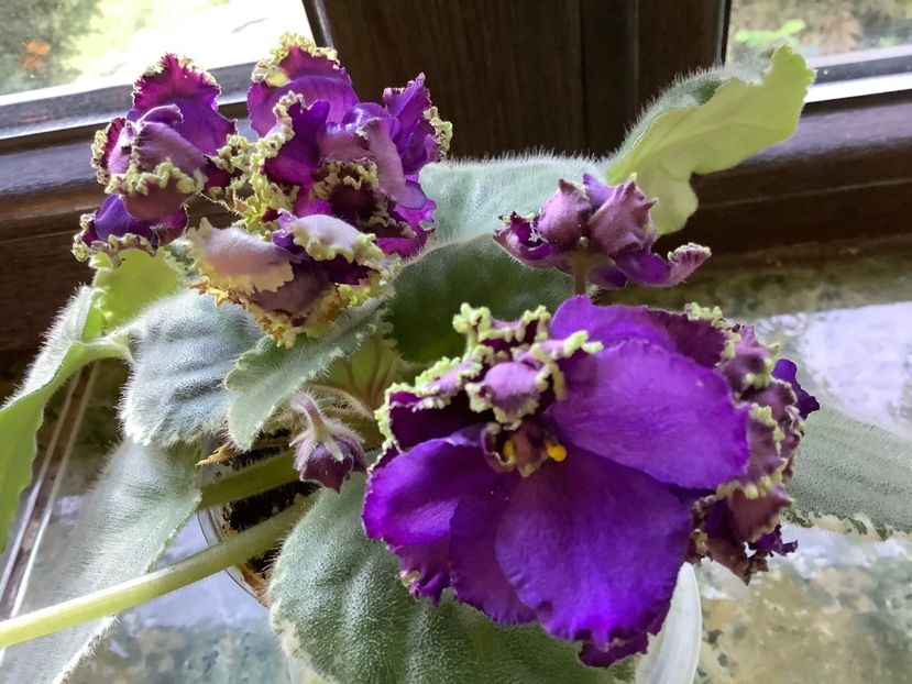  - LE Nochnoe Randevu