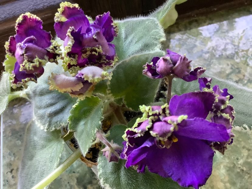  - LE Nochnoe Randevu