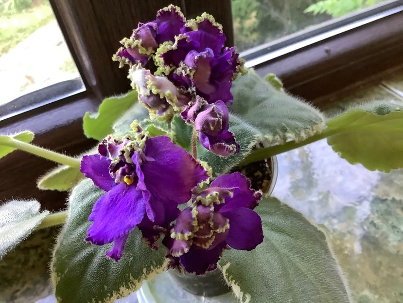  - LE Nochnoe Randevu