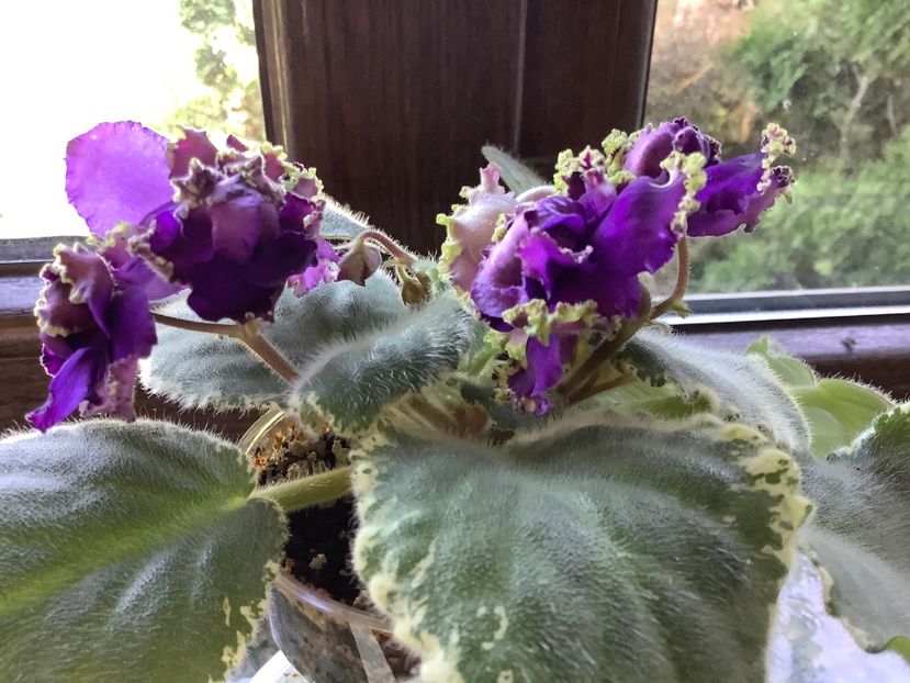  - LE Nochnoe Randevu