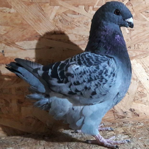  - 3---AGH DAȚI 2019 - 2025