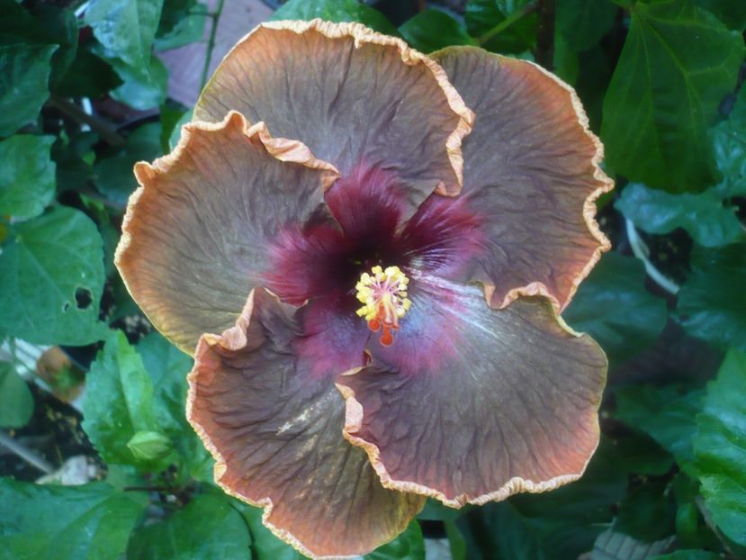 P1450913 - HIBISCUSI 2020-3