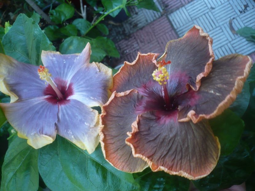 P1450914 - HIBISCUSI 2020-3