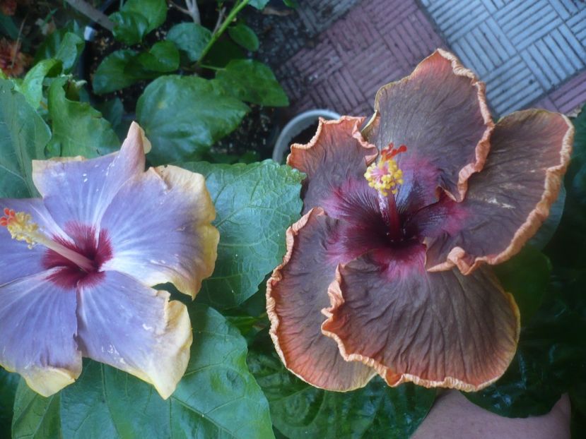 P1450915 - HIBISCUSI 2020-3