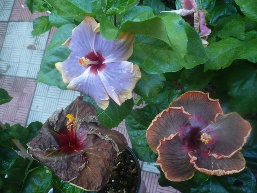 P1450916 - HIBISCUSI 2020-3