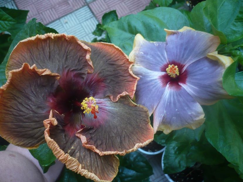 P1450917 - HIBISCUSI 2020-3