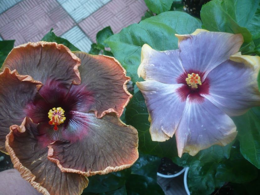 P1450919 - HIBISCUSI 2020-3