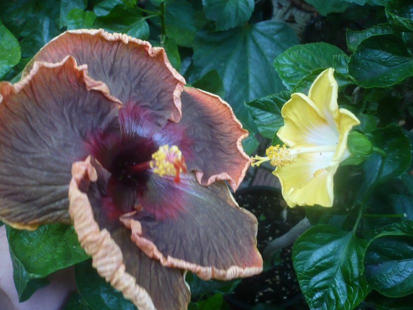 P1450920 - HIBISCUSI 2020-3