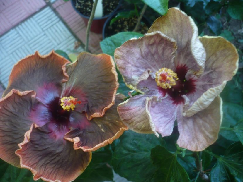 P1450924 - HIBISCUSI 2020-3