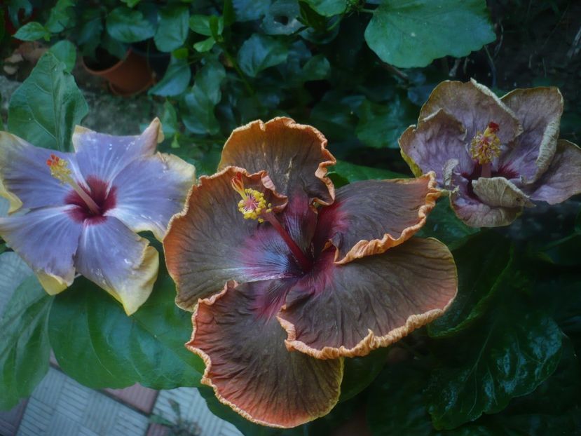 P1450925 - HIBISCUSI 2020-3