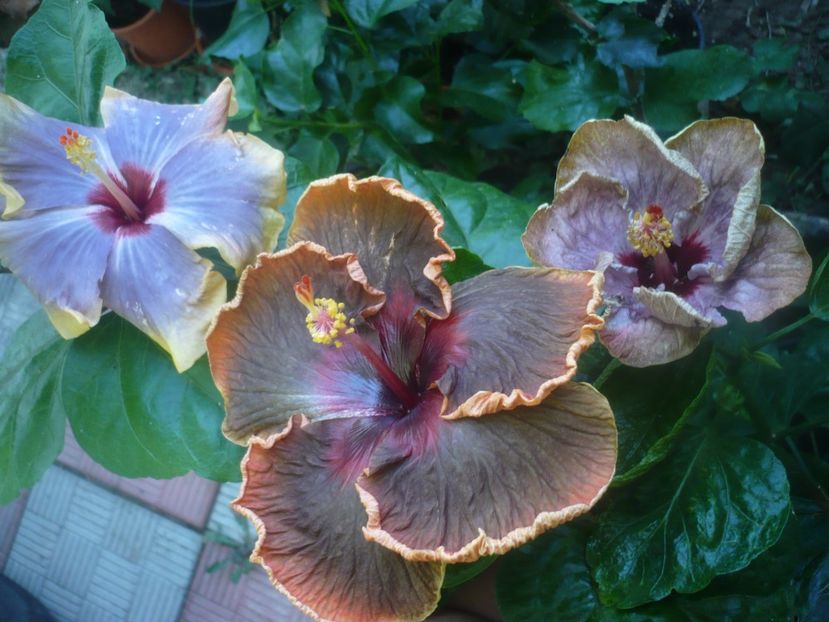 P1450926 - HIBISCUSI 2020-3