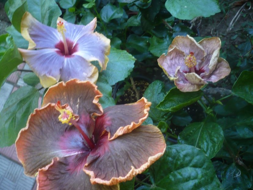 P1450927 - HIBISCUSI 2020-3