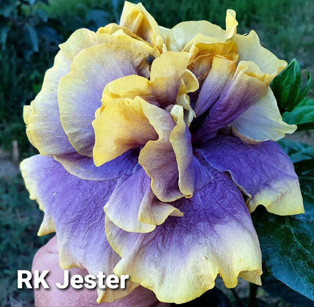  - RK Jester