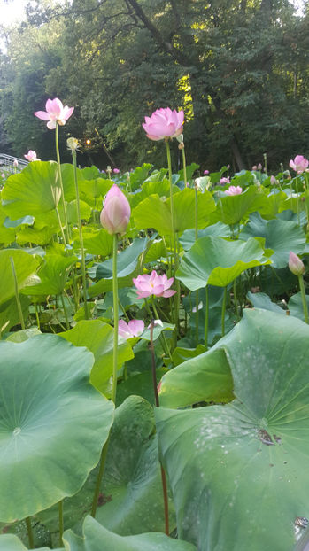 Lotus de Nil - Lotus de IndiaNelumbo nucifera - De ce iubesc eu BaileFelix