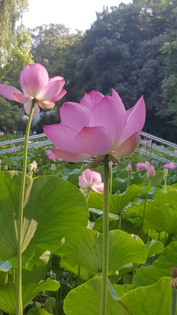 Lotus de Nil - Lotus de India-Nelumbo nucifera - De ce iubesc eu BaileFelix