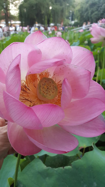 Lotus de Nil - Lotus de IndiaNelumbo nucifera - De ce iubesc eu BaileFelix