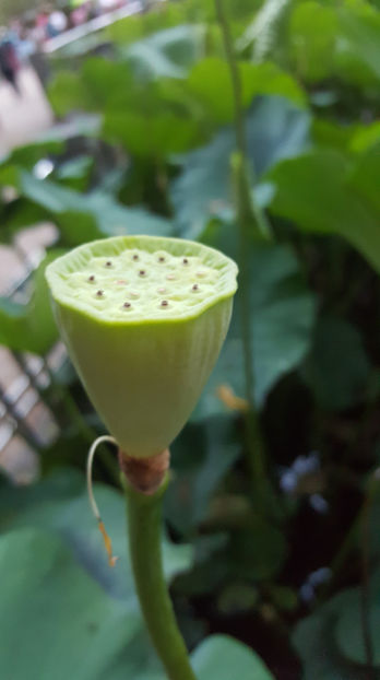 Lotus de Nil - Lotus de IndiaNelumbo nucifera - De ce iubesc eu BaileFelix