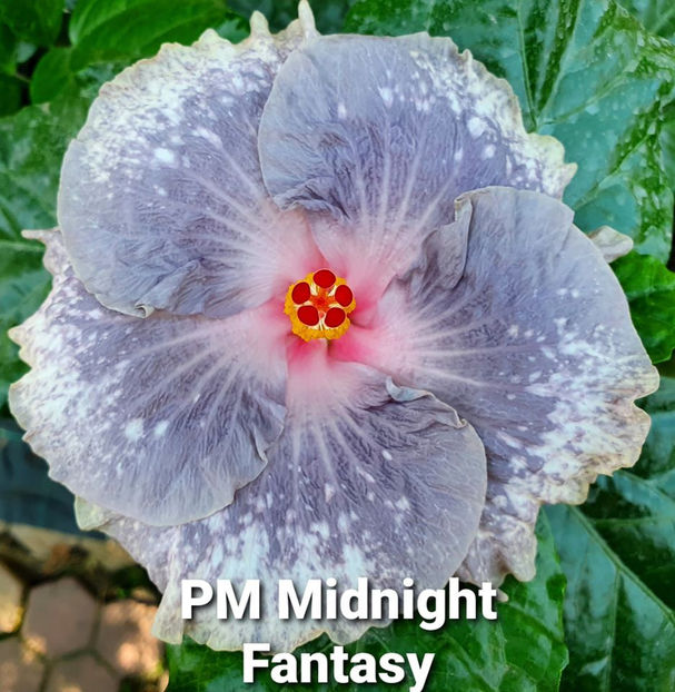  - PM Midnight Fantasy