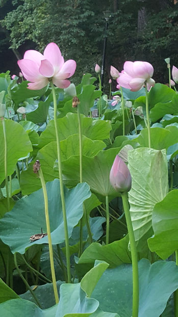 Lotus de Nil - Lotus de IndiaNelumbo nucifera - De ce iubesc eu BaileFelix