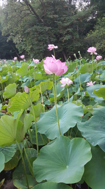 Lotus de Nil - Lotus de IndiaNelumbo nucifera - De ce iubesc eu BaileFelix