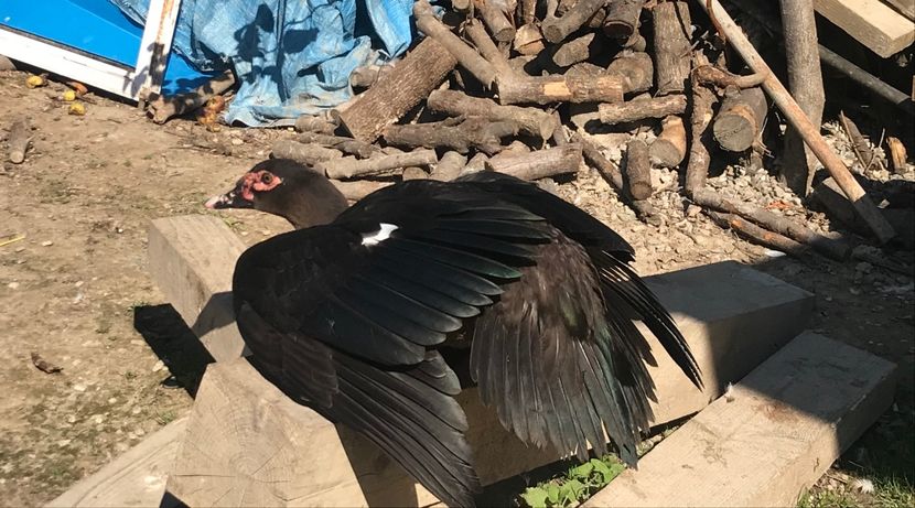 Pregatit de zbor - Tineret rate lesesti 2020