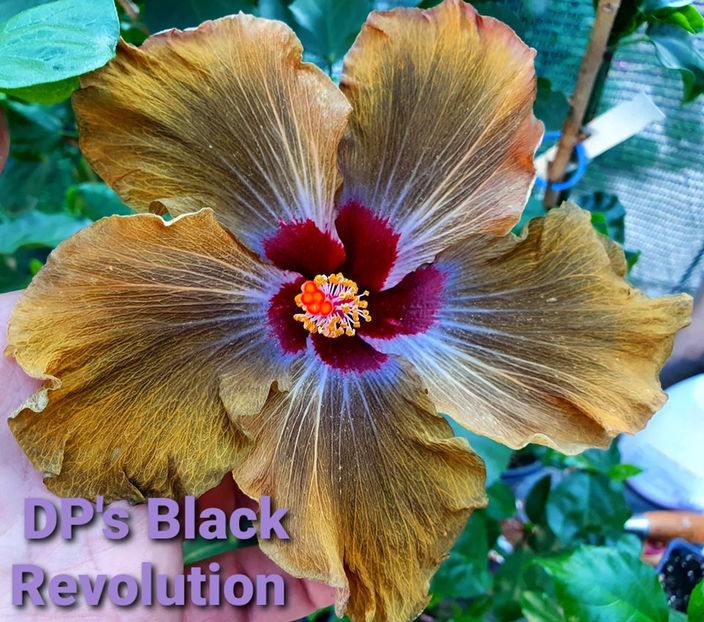  - DPs Black Revolution
