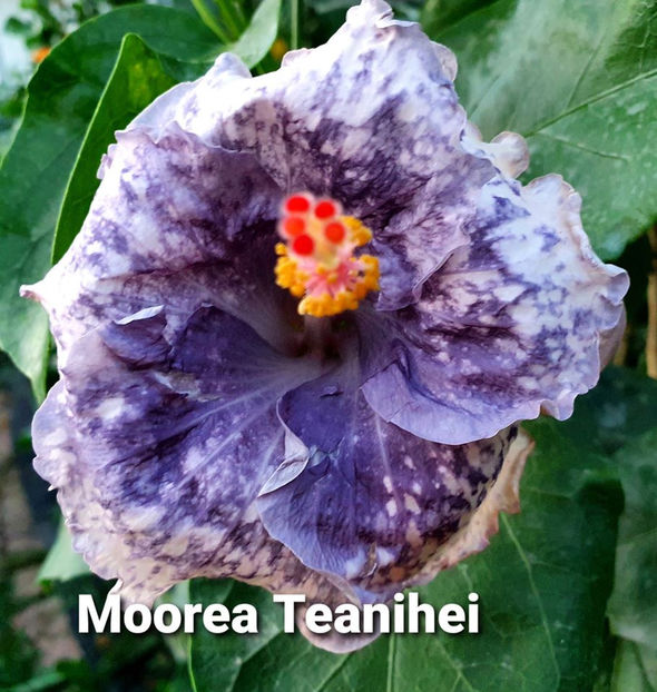  - Moorea Teanihei II