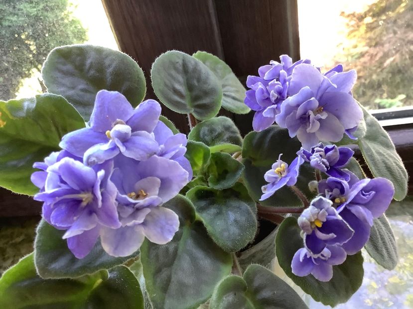 sport ? inflorire de vara ? - EK Favourite Son