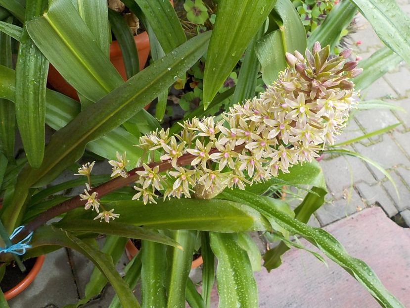  - eucomis