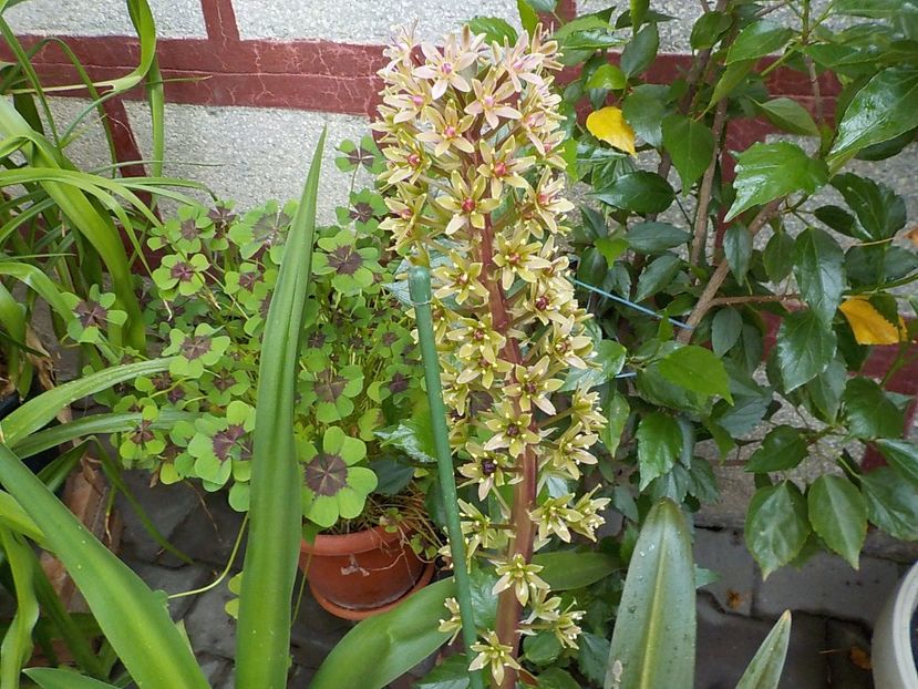  - eucomis